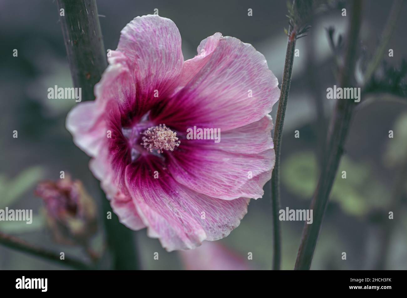 Halo Apricot Hollyhock, in voller Blüte. Die Blume ist rosa und violett Stockfoto