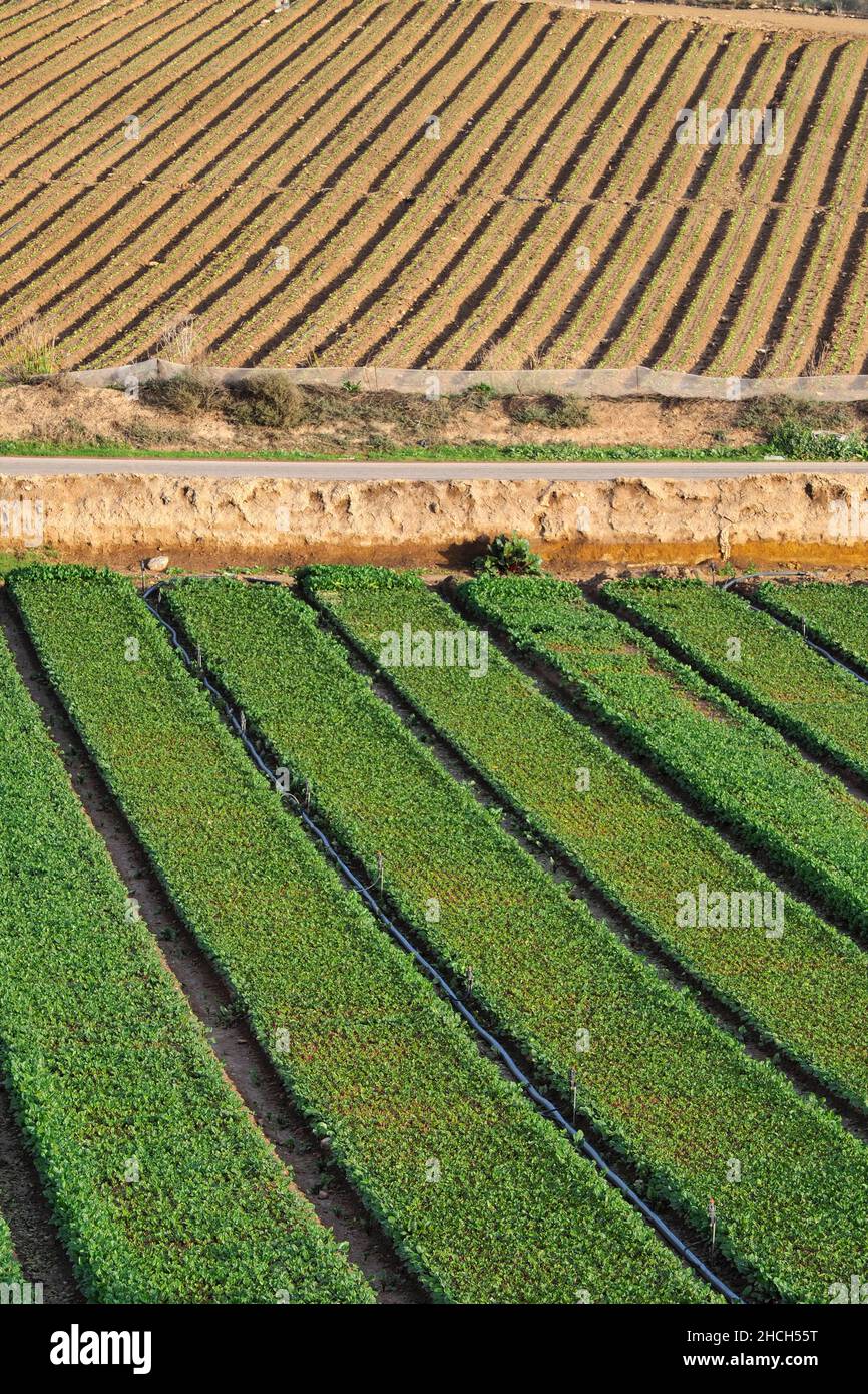 Grafische Symmetrie der Felder in der Landwirtschaft Stockfoto