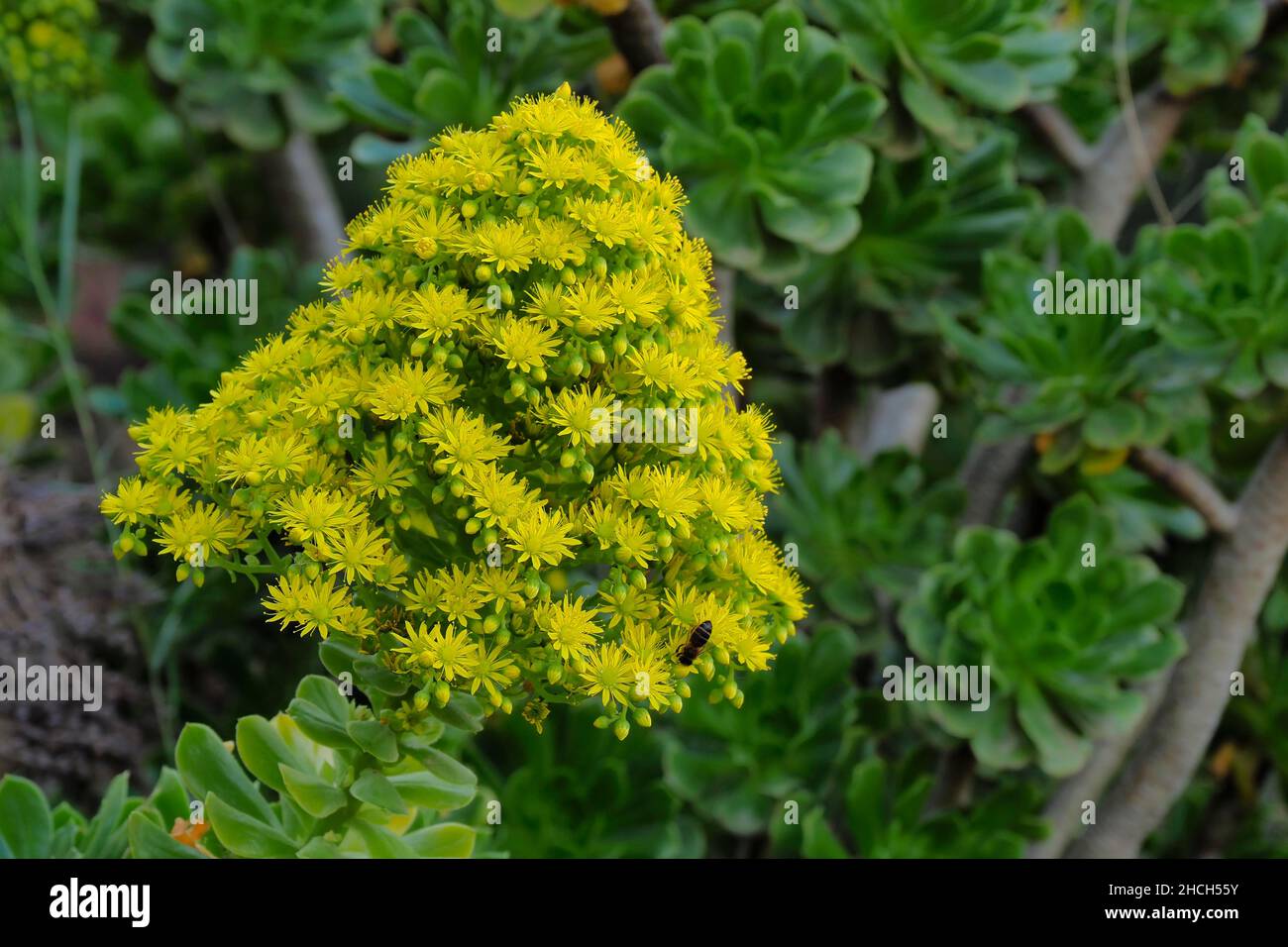 Gelbe Blume des Baumes Aeonium Stockfoto