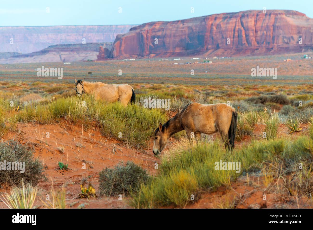 Zwei Pferde grasen im Monument Valley auf Gras Stockfoto