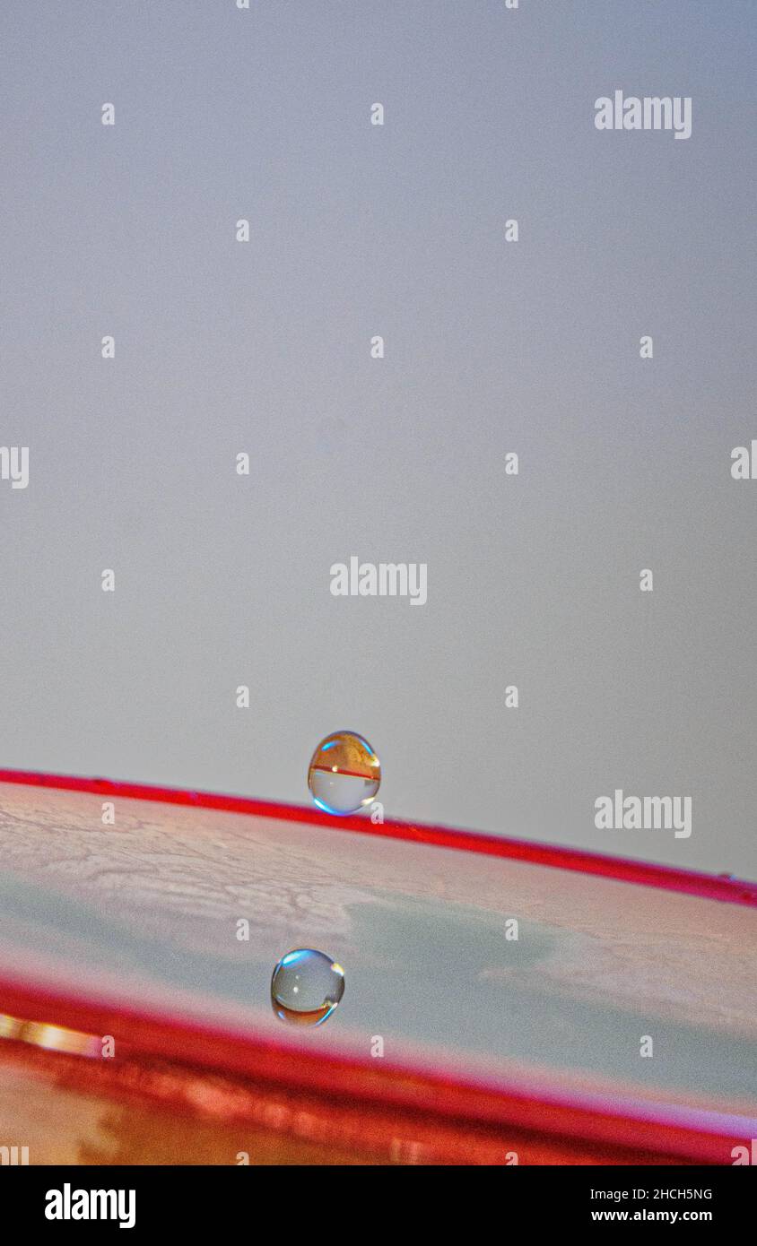 Heller Hintergrund, Drop-Fotografie, Drop-Bilder, Stillleben, Baden-Württemberg, Deutschland Stockfoto