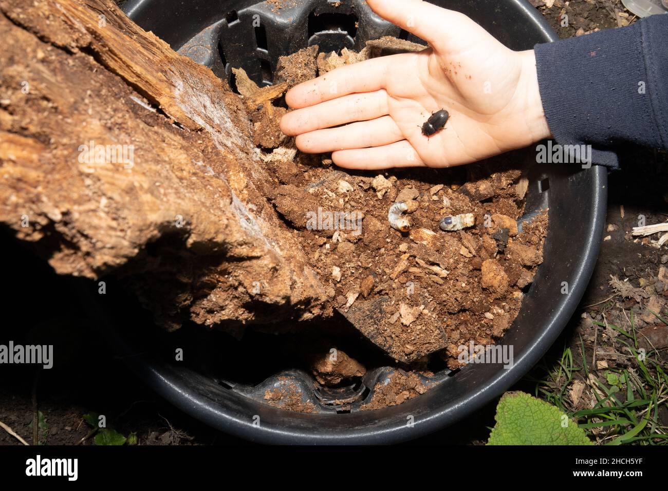 Kinder, die einen „Käfereimer“ untersuchen, der Erwachsene und Larven von Hirschkäfer enthält, England, Großbritannien. Stockfoto