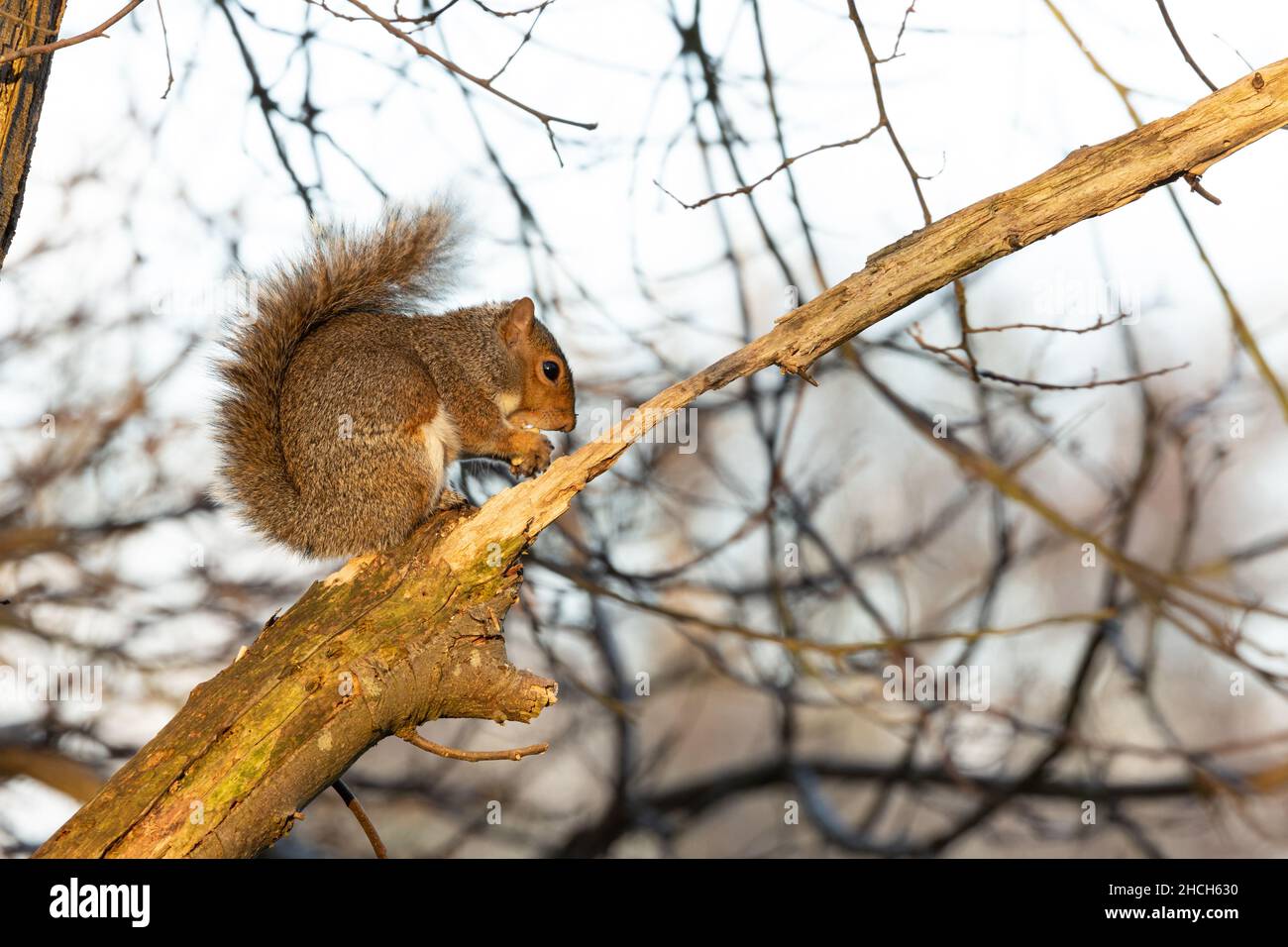 Graues Eichhörnchen, das in einem Winterbaum sitzt, Kent, England. Stockfoto