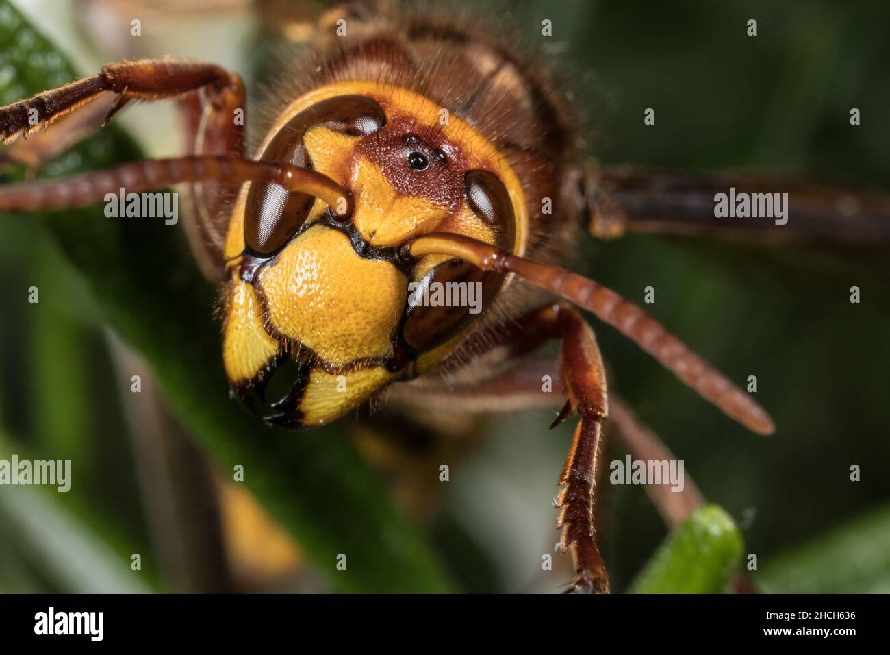 Porträt der europäischen Hornisse. Stockfoto