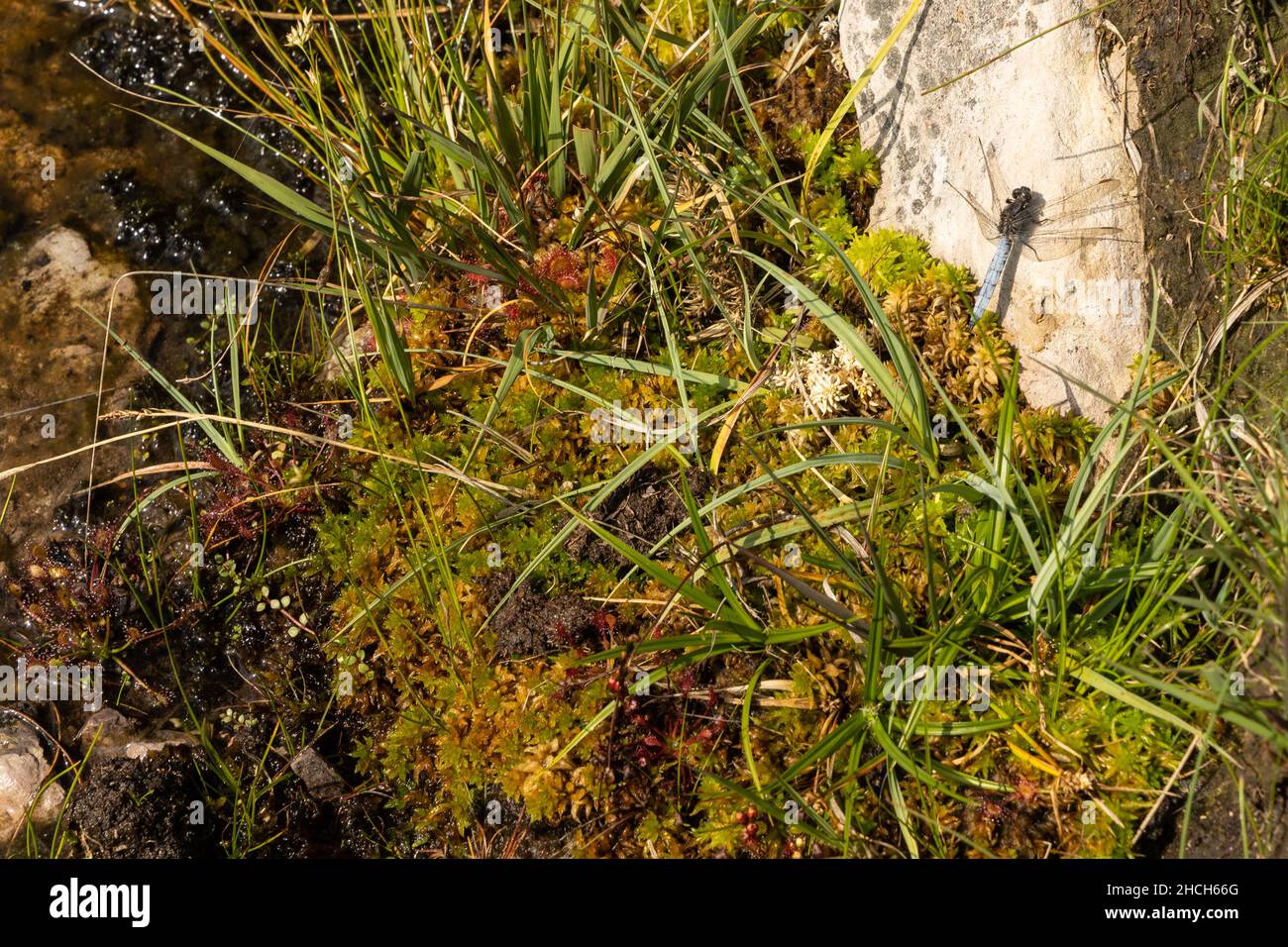 Kielskimmer Libelle in seinem speziellen Lebensraum, unter typischen Pflanzen solcher sauren Heide und Moore. Irland. Stockfoto