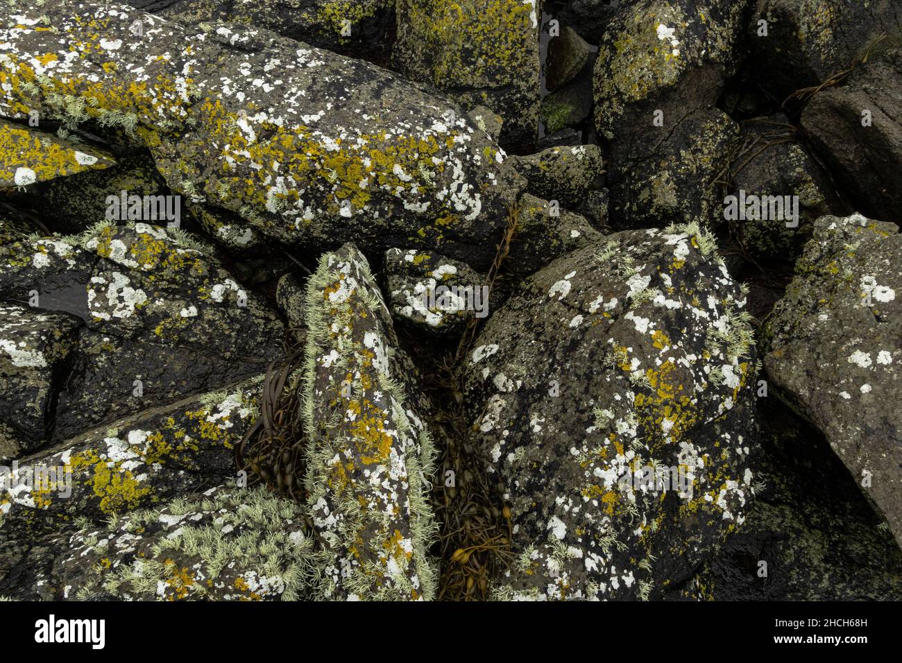 Felsen an der schottischen Küste, bedeckt mit Flechten. Stockfoto