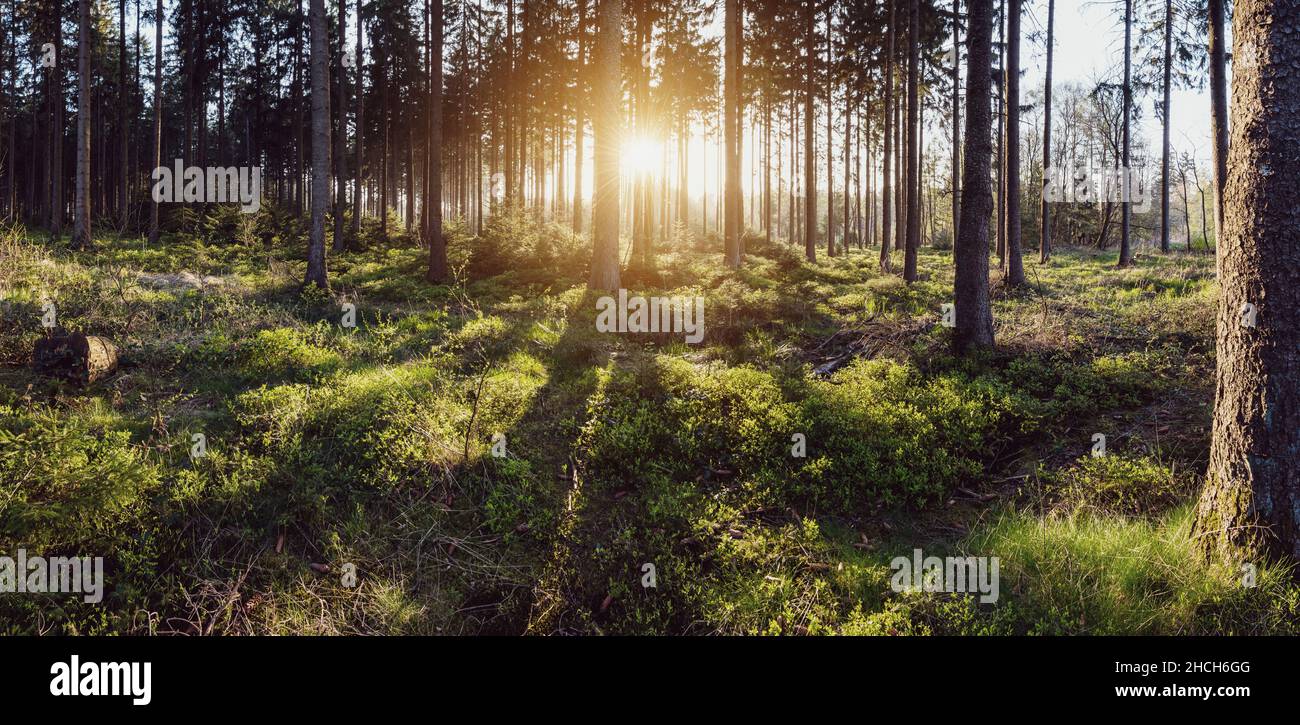 Silent Forest im Frühling mit schönen hellen Sonne Panroama Stockfoto