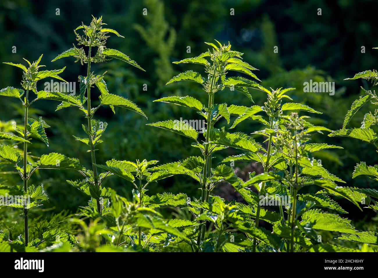 Urtica dioica, oft als Brennnessel bezeichnet, Pflanze mit stechenden Schnüren, die reizende Substanzen enthalten, die in der Lebensmittelzubereitung und traditionellen fol verwendet werden Stockfoto