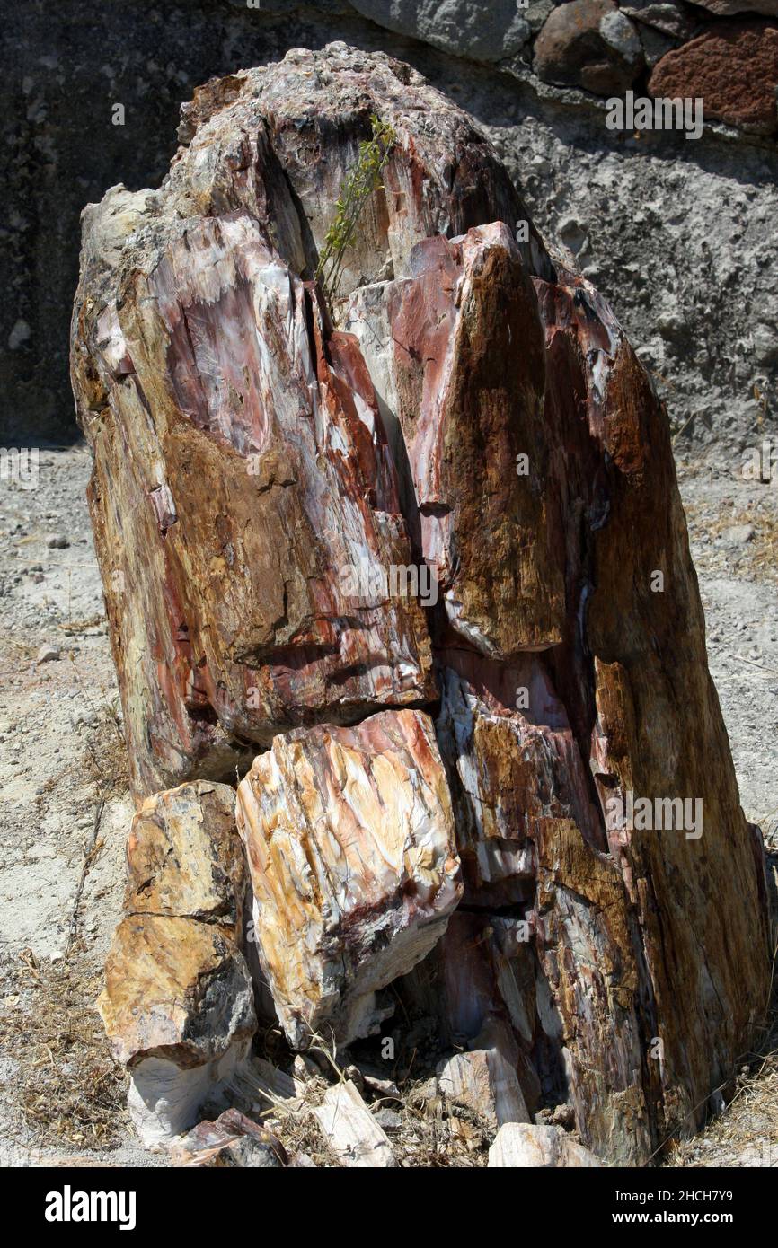 Ein versteinerte Baumstamm im versteinerten Wald von Lesbos auf der Insel Lesvos in Griechenland. Die Bäume wurden vor 15 bis 20 Millionen Jahren gebildet. Stockfoto