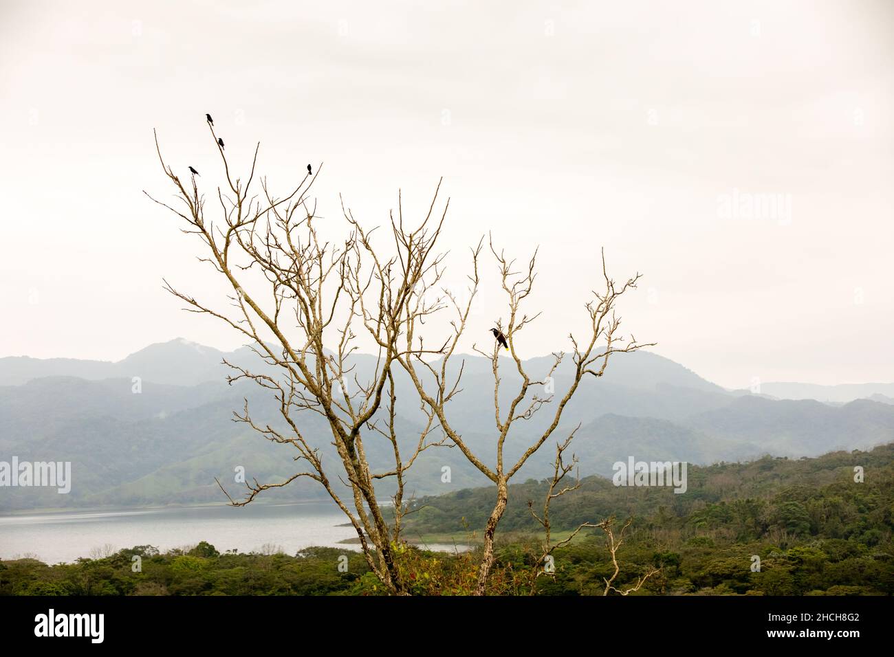 Arenal Vulkan und arenal Wolke Wald im Nebel in Arenal Region, Costa Rica Stockfoto