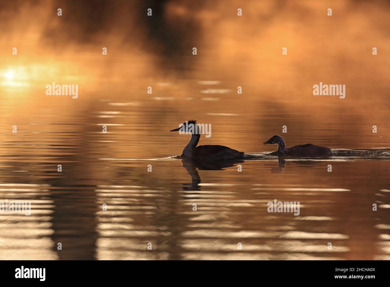 Haubentaucher (Podiceps cristatus) mit Küken, die auf dem Wasser schwimmen, Reiher, Zielfinger gesehen, Naturpark Obere Donau Stockfoto