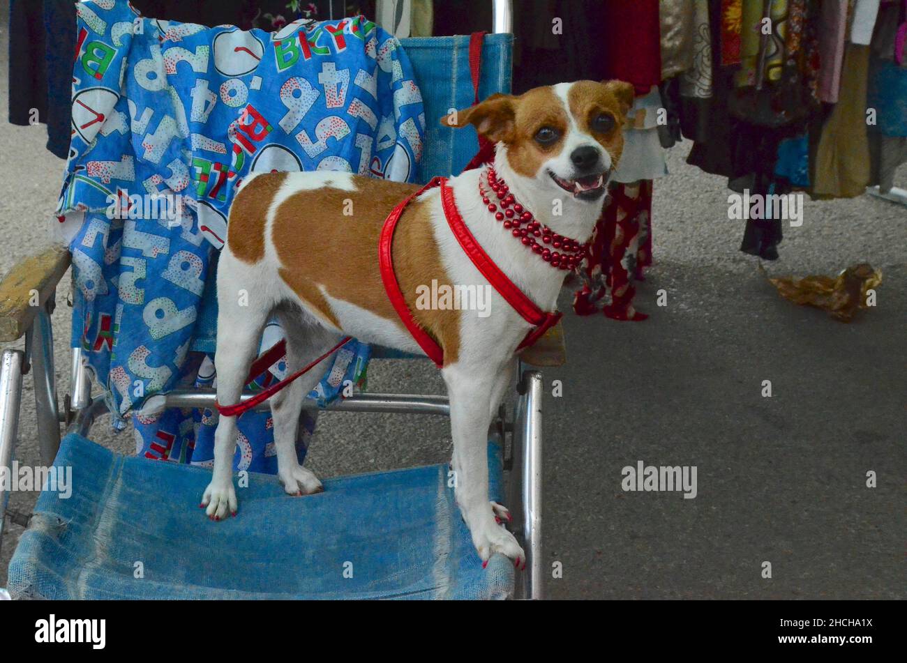 Mischlingshund mit roter Halskette, roter Leine und rot lackierten Zehennägeln steht auf Campingstuhl auf dem Markt, Hundemode, Mode für den Hund Stockfoto