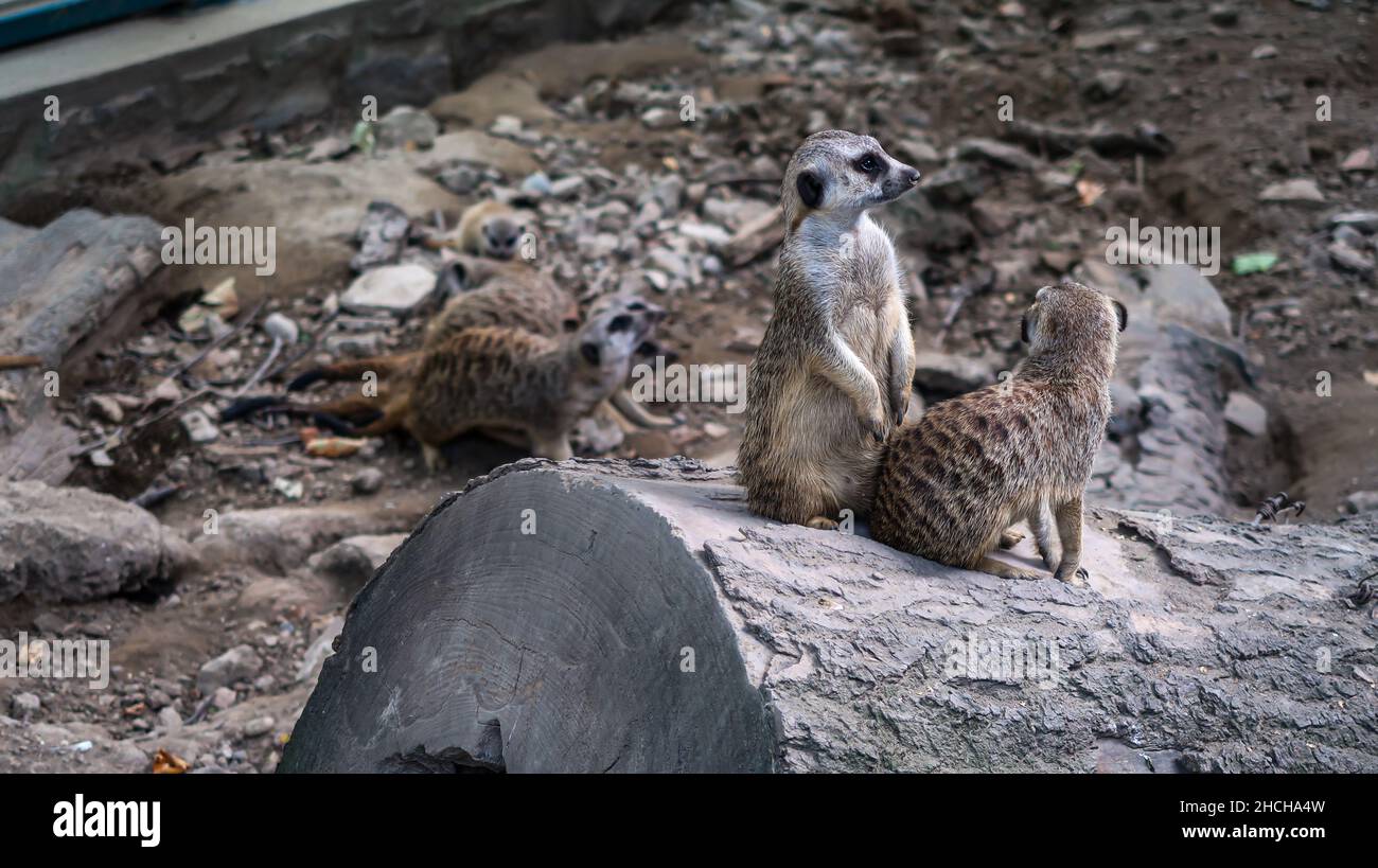 Zwei Erdmännchen stehen auf einem Baumstamm im Zoo-Park in Belgrad, Serbien Stockfoto Zwei Erdmännchen stehen auf einem Baumstamm im Zoo-Park in Belgrad, Serbien Stockfoto