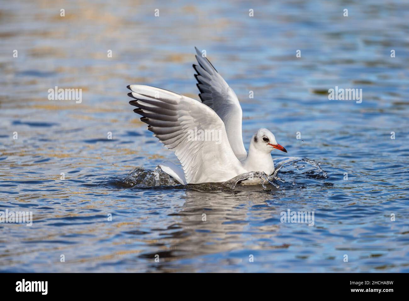 Schwarzkopfmöwe; Chroicocephalus ridibundus; Landung; Cornwall; Großbritannien Stockfoto