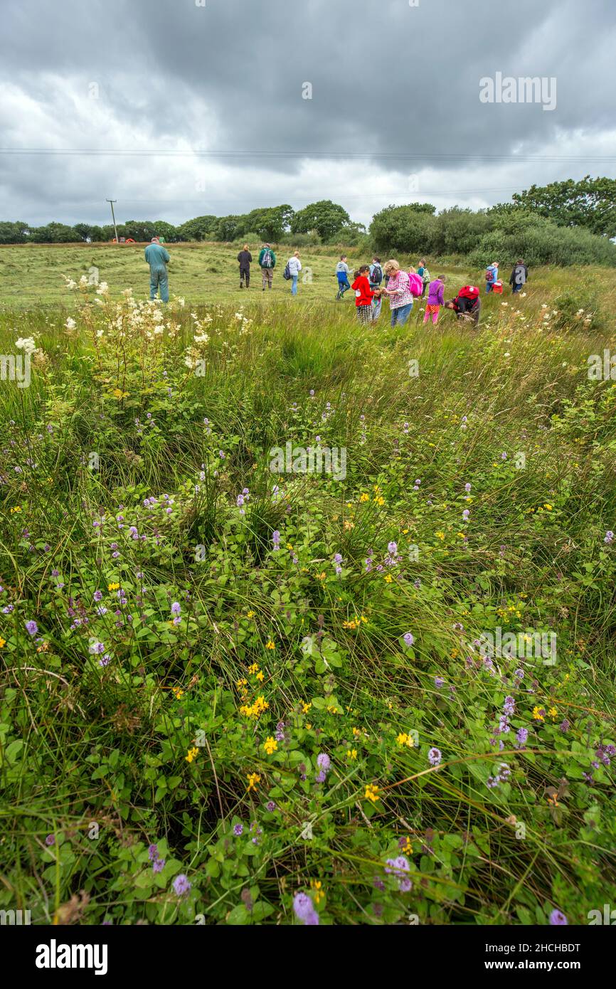 Greena Moor; Naturschutzgebiet; Spreading Hay; Cornwall; Großbritannien Stockfoto