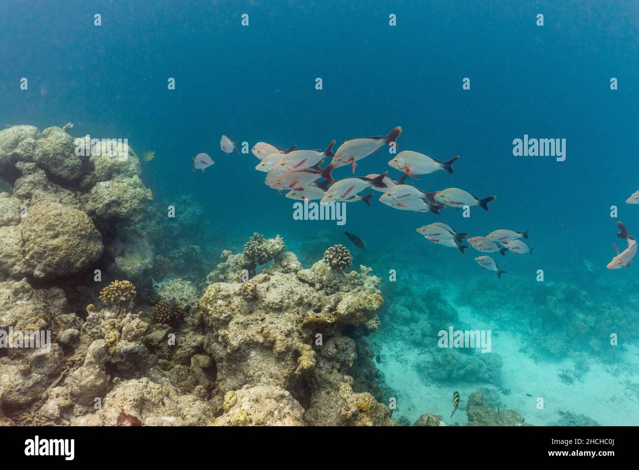 Buckelruder; Lutjanus gibbus; Shoal; Malediven Stockfoto
