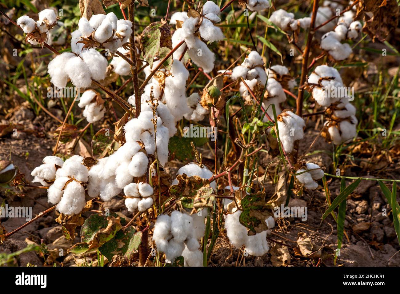 Baumwollpflanzen, Usbekistan, Usbekistan Stockfoto