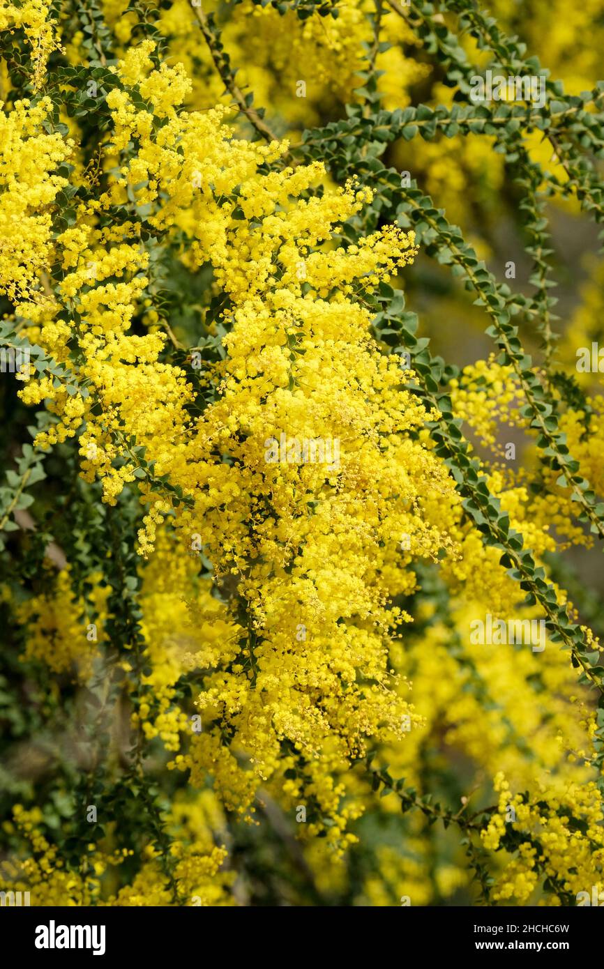 Acacia pravissima, der im Frühjahr blühende Wasserbaum von Oven Stockfoto