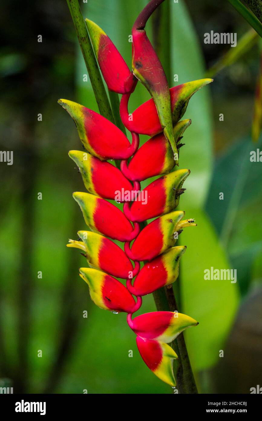 Falscher Paradiesvögel (Heliconia), rote Bec-d'oiseau-Blume, tropische Pflanzen, Phuket, Thailand Stockfoto