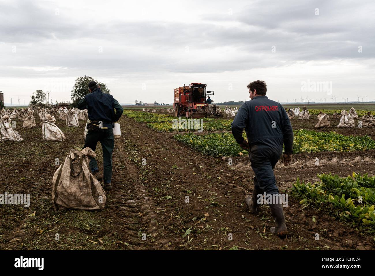 Datei Foto vom 20. Oktober 2020 - zwei Männer schließen während der Ernten in einem Feld mit Pflanzen, die durch die Gelbwurzkrankheit, die durch die Ausbreitung von grünen Blattläusen verursacht wird, kontaminiert sind, Säcke mit Zuckerrübenwurzel. Kranke Rote Beete werden an den gelben Blättern statt an grünen gesichtet. Clermont Les Fermes, Frankreich. Der Staatsrat hat am Montag die vorübergehende Zulassung der Verwendung von Neonicotinoiden für Zuckerrüben bestätigt. Das Dekret der Regierung zu dieser brisanten Frage, gegen die Umweltverbände sind, "widerspricht weder der Verfassung noch dem europäischen Recht", so die Institution. Stockfoto