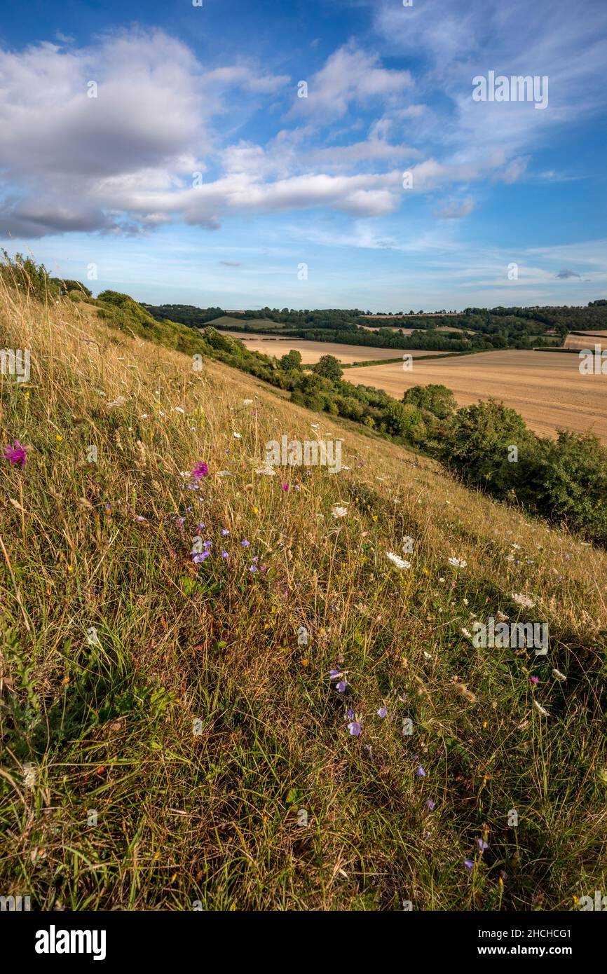 Magdalen Hill Down; Hampshire; Großbritannien Stockfoto