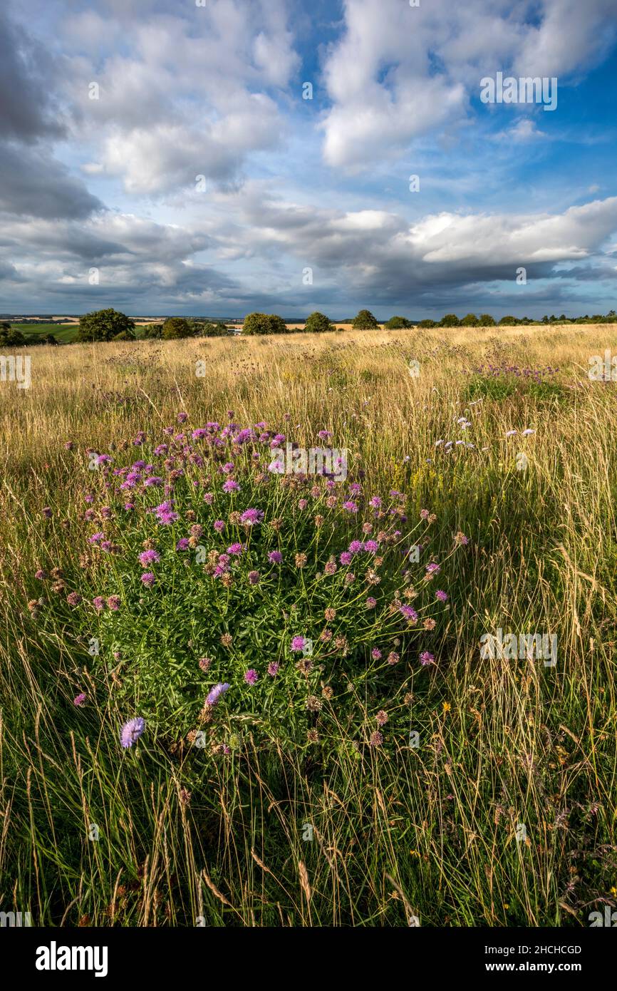 Greater Knapweed; Centaurea scabiosa; Magdalen Hill Down; Hampshire; Großbritannien Stockfoto