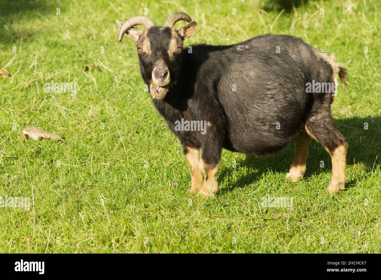 Wiese mit kleiner Ziege, die sich umschaut Stockfoto