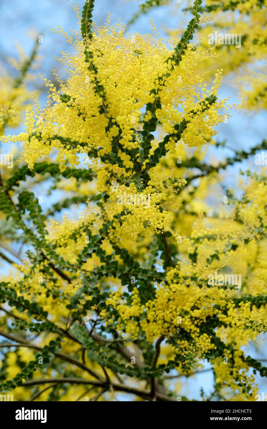 Acacia pravissima, der im Frühjahr blühende Wasserbaum von Oven Stockfoto