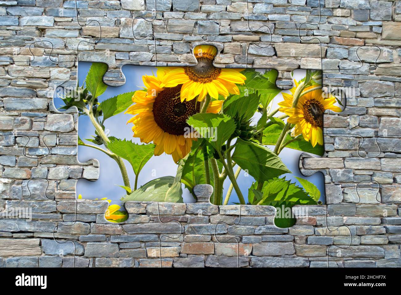 Sonnenblumen und Puzzle aus einer Steinmauer, 2D Illustration Stockfoto