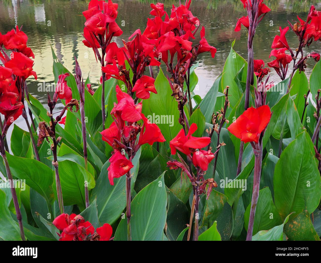 Rote canna blumen Fotos und Bildmaterial in hoher Auflösung Alamy