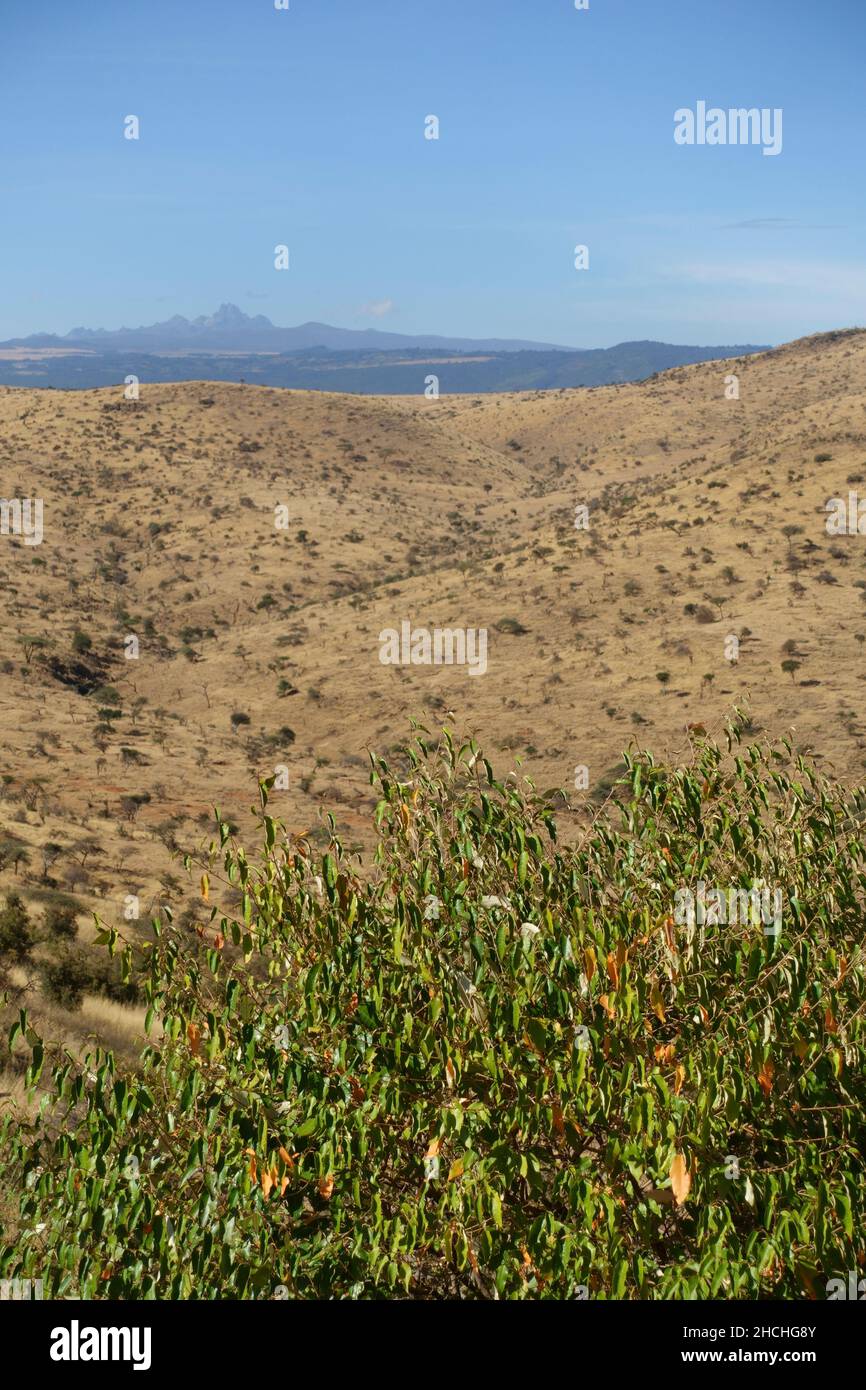 Trockene Acacia-Savanne Acacia drepanolobium-Grasland im Norden Kenias mit dem Mount Kenya in der Ferne Ol Pejeta Conservanch Kenia Stockfoto