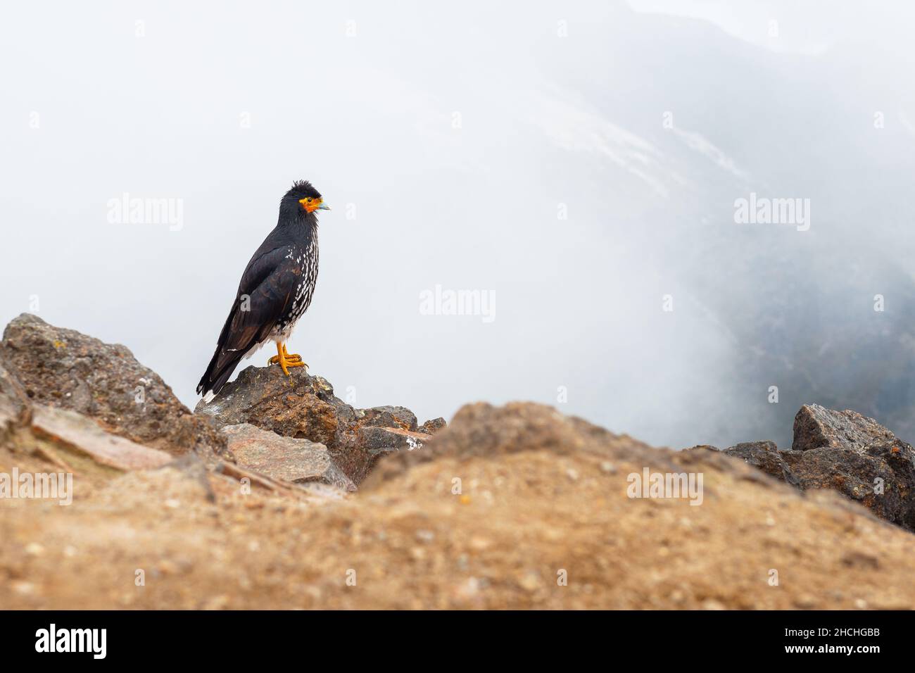 Carunculated Caracara (Phalcoenus carunculatus) auf dem Gipfel des Vulkans Rucu Pichincha, Quito, Ecuador. Stockfoto