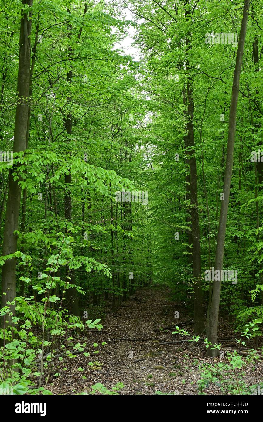 Idyllischer Waldweg in Deutschland Stockfoto