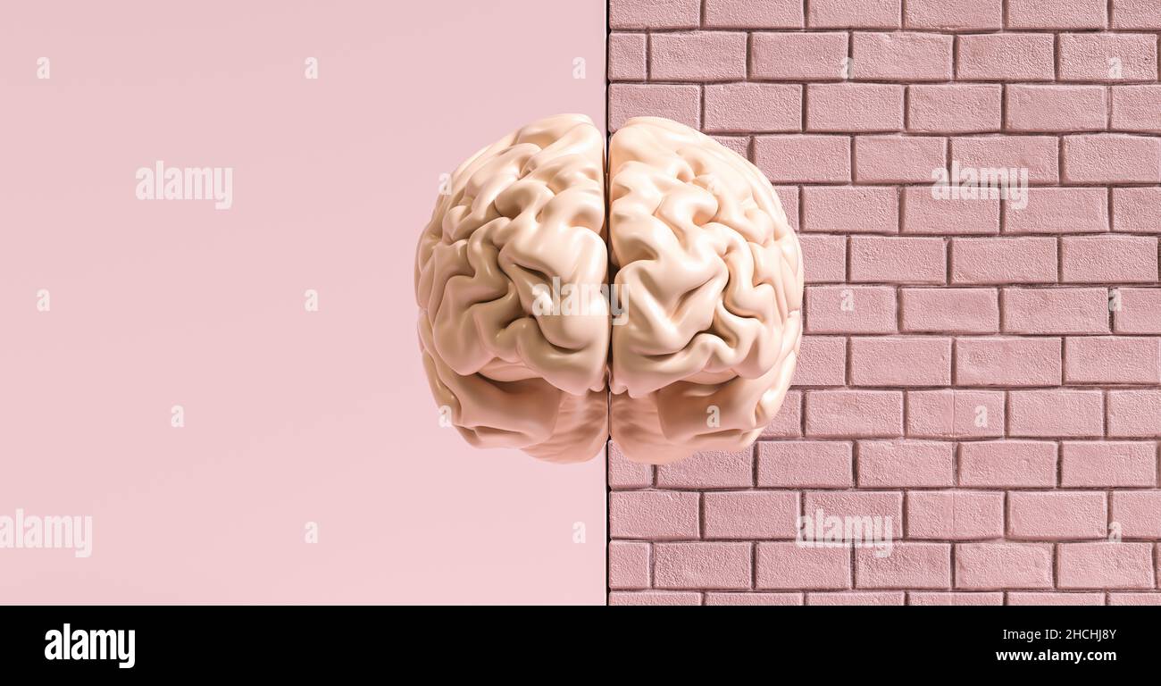 Menschliches Gehirn gegen eine Mauer, Konzeptbild für Feminismus und Frauenrechte Stockfoto