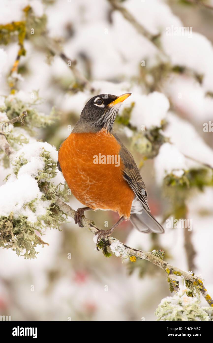 Amerikanischer Rotkehlchen (Turdus migratorius), Keizer, Marion County, Oregon Stockfoto