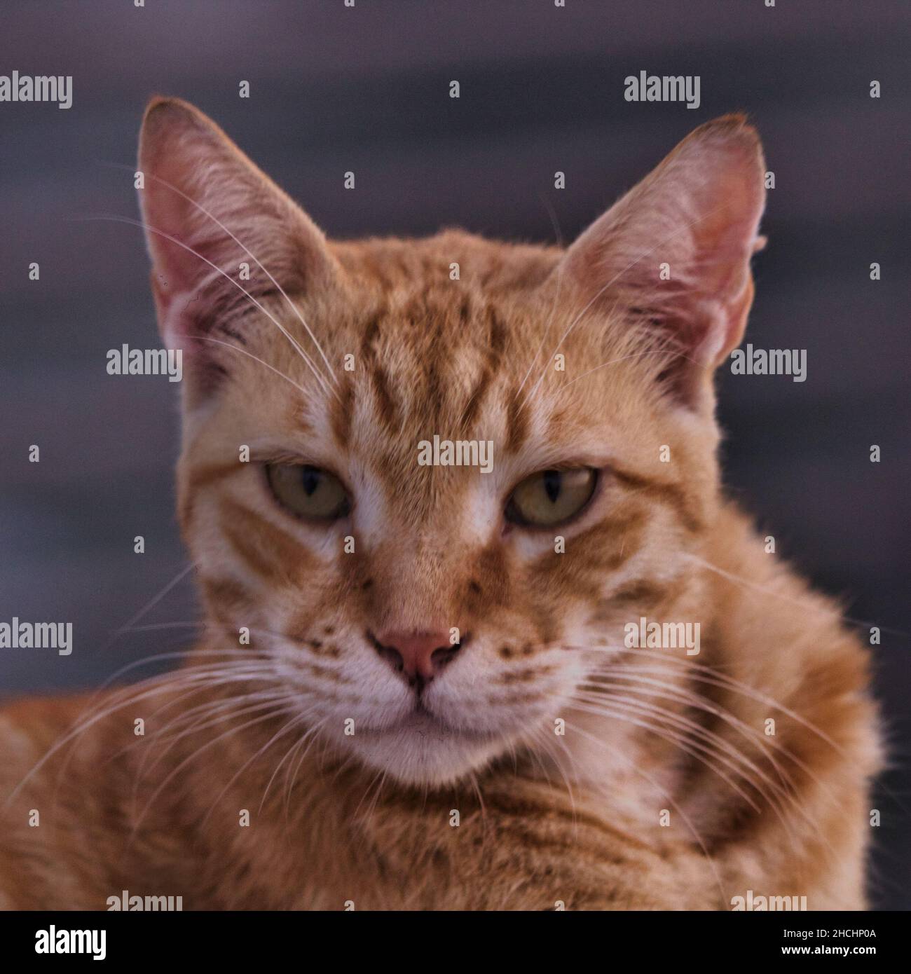 Porträt einer rothaargestreiften arabischen Mau-Katze, die direkt auf die Kamera schaut Stockfoto