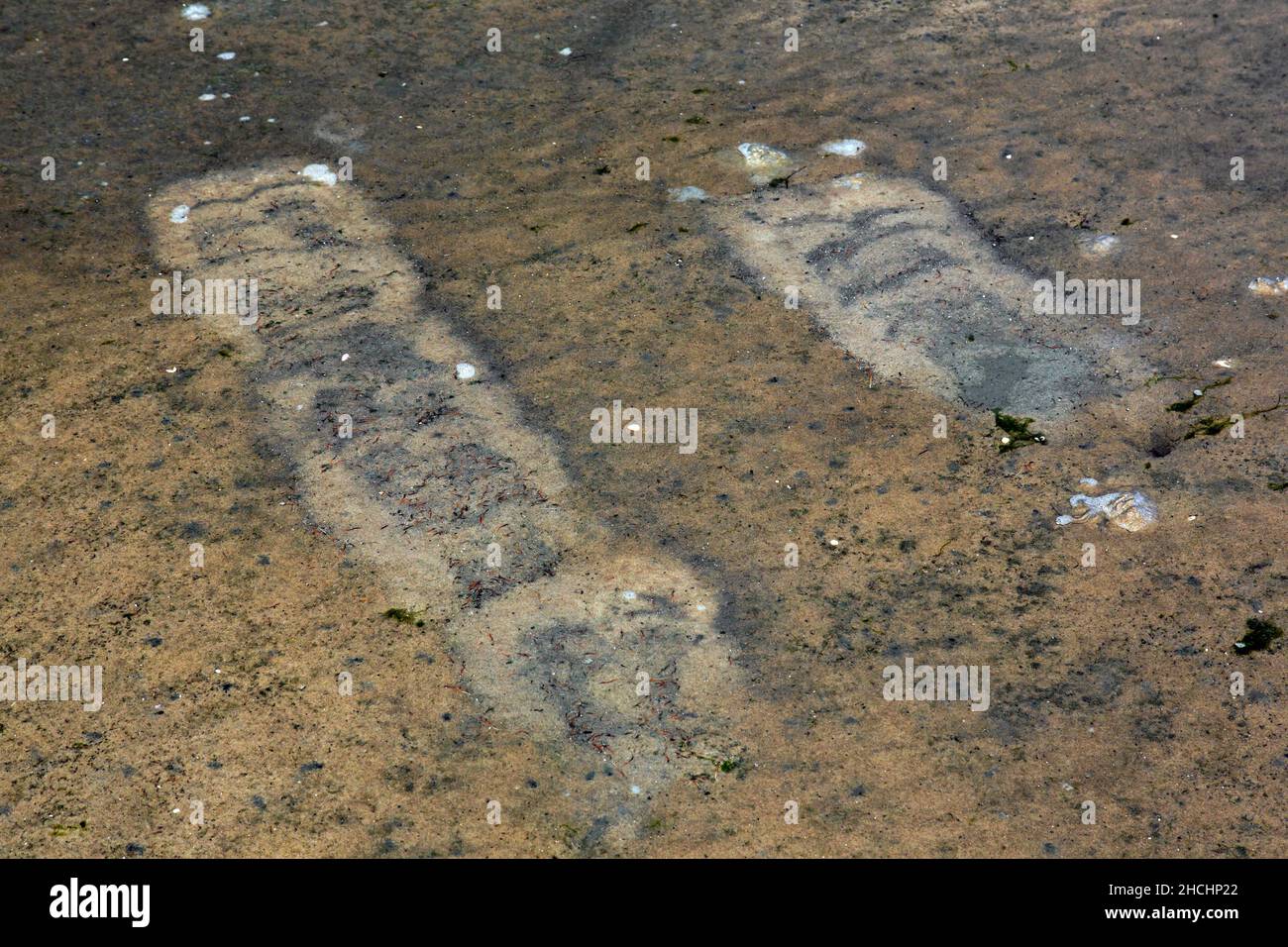 Spuren von Möwen im seichten Wasser auf dem Schlammboden vom Fußpaddeln bis zum Aufwirbeln kleiner Tiere, die im Schlamm liegen wie Weichtiere, Schnecken, Amphiboten und Würmer Stockfoto