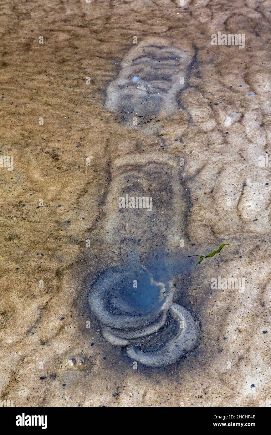 Spuren von Möwen im seichten Wasser auf dem Schlammboden vom Fußpaddeln bis zum Aufwirbeln kleiner Tiere, die im Schlamm liegen wie Weichtiere, Schnecken, Amphiboten und Würmer Stockfoto