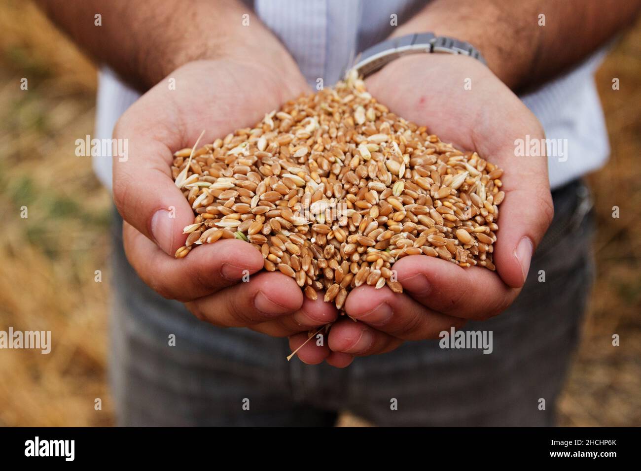 Nahaufnahme von Weizenkörnern in den Händen gehalten Stockfoto