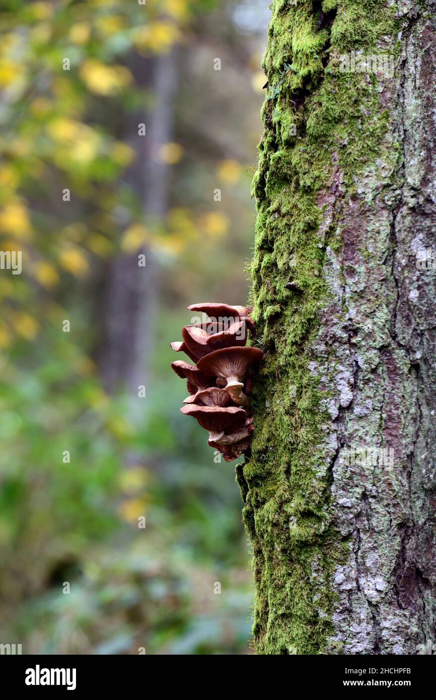 Honigpilz, Armillaria sp, Armillariella sp, Armillaria toadstools, Honigpilzpilze, die auf aufrechtem Baumstamm wachsen, Pilzproblem, Pilzbaum pro Stockfoto