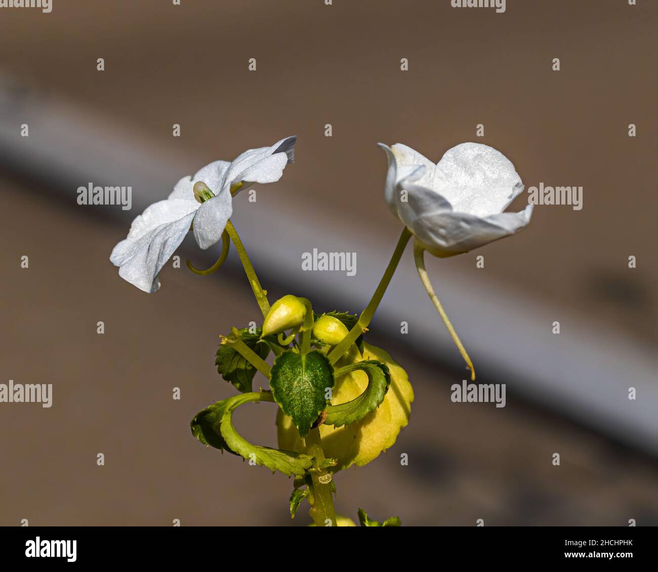 Mittelgroße weiße Blume im Garten Stockfoto