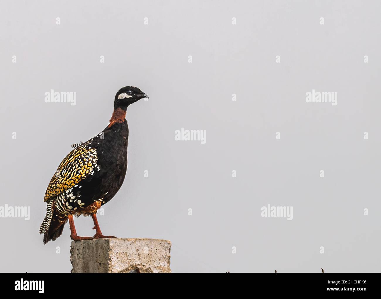 Schwarze Francolin auf einer Säule Stockfoto