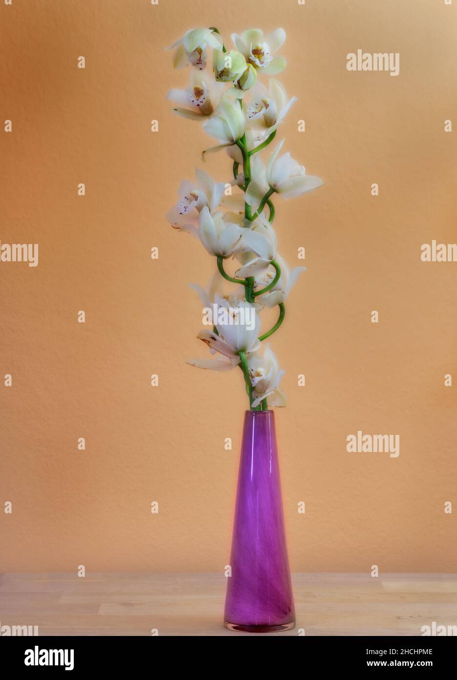 Nahaufnahme einer Orchideenblume in einer purpurnen Vase Stockfoto