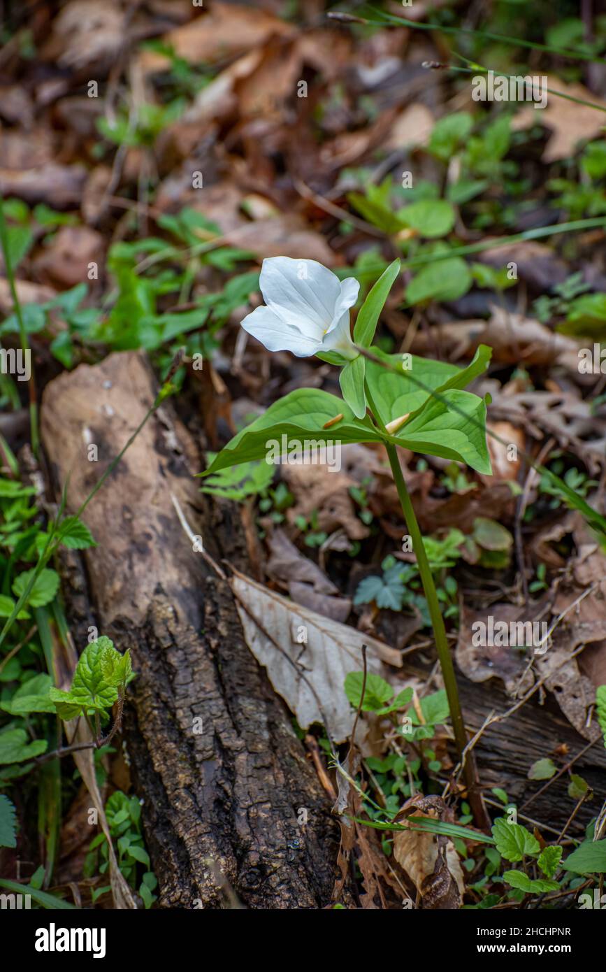 Großartige weiße trillium-Blume im Carter Caves State Park, Kentucky Stockfoto