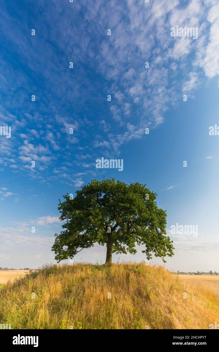 Solitär gemeine Eiche / Stieleiche / Europäische Eiche / Englische Eiche (Quercus robur) auf grasbewachsenen Hügel im Feld im Sommer Stockfoto