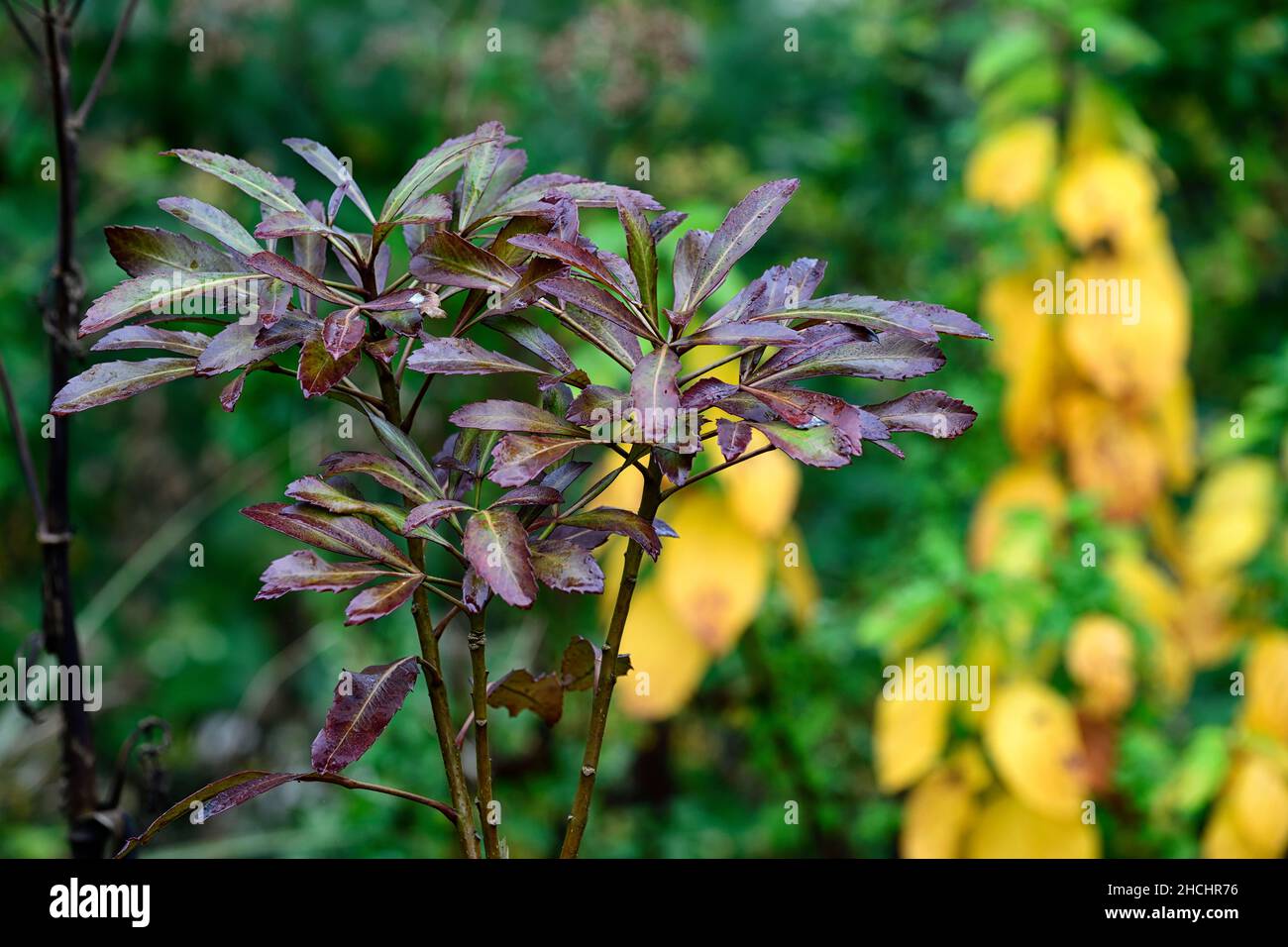 Pseudopanax lessonii schwarzer Stern, ledrig, Blätter, Laub, dunkelgrün, braun, Garten, RM Floral Stockfoto