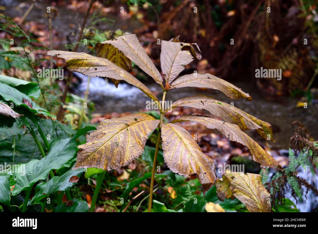 Rodgersia, Herbstblätter, Laub, Schatten, schattig, schattig, gelbes Blatt, Blätter, goldene Farbe, gelbe Blätter, vergilbende Blätter, Herbstlaub, Herbstblätter, fal Stockfoto