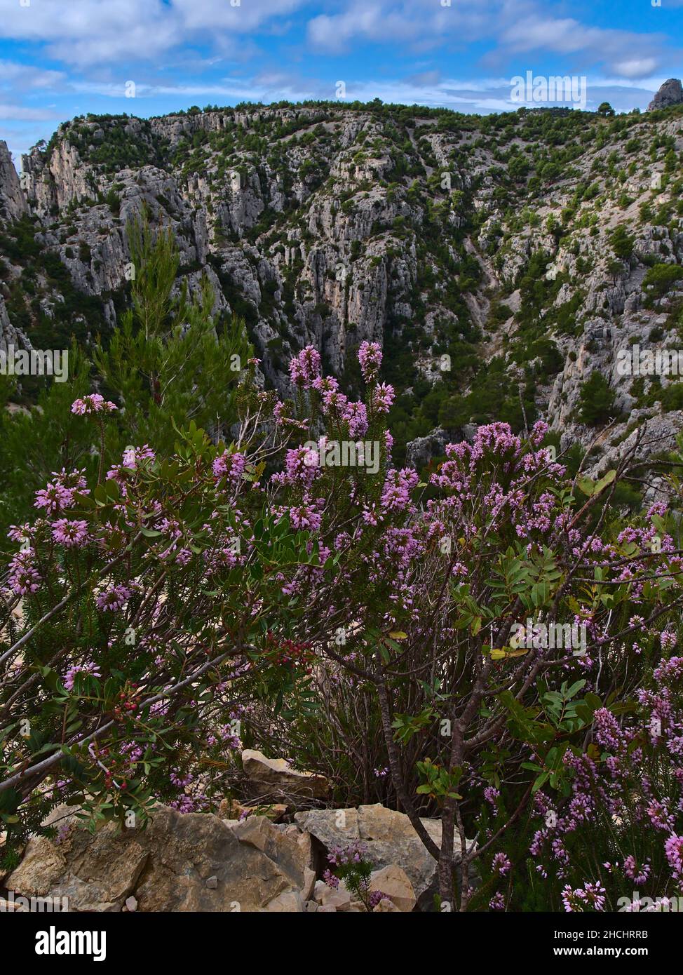Zerklüftete Felsen der Gebirgskette Massif des Calanques an der mittelmeerküste bei Cassis, Französische Riviera in der Herbstsaison mit rosa Blüten. Stockfoto