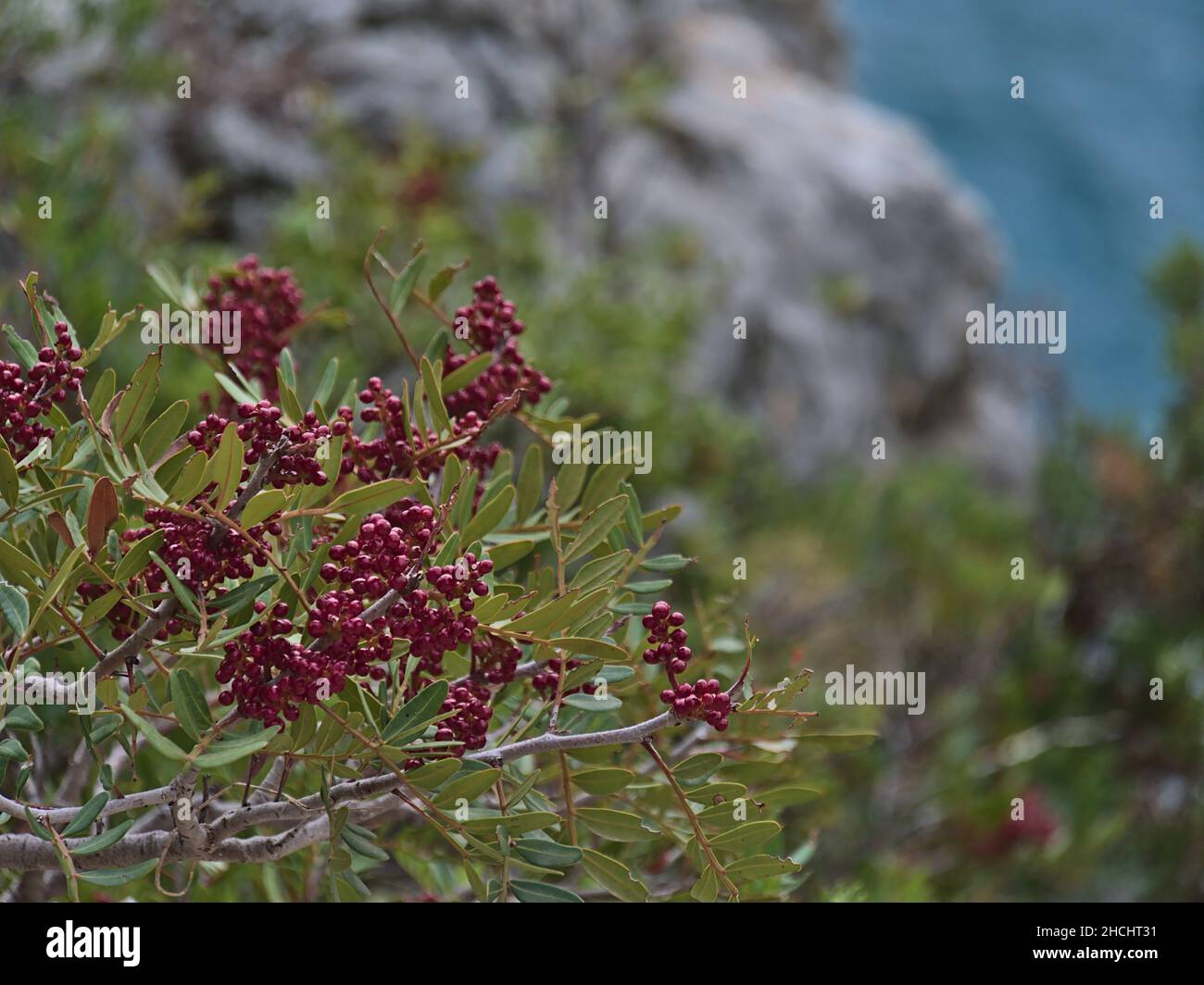 Nahaufnahme eines Linsenbaums (Pistacia lentiscus) mit grünen Blättern und roten Beeren im Calanques Nationalpark in der Nähe von Cassis, Französische Riviera. Stockfoto