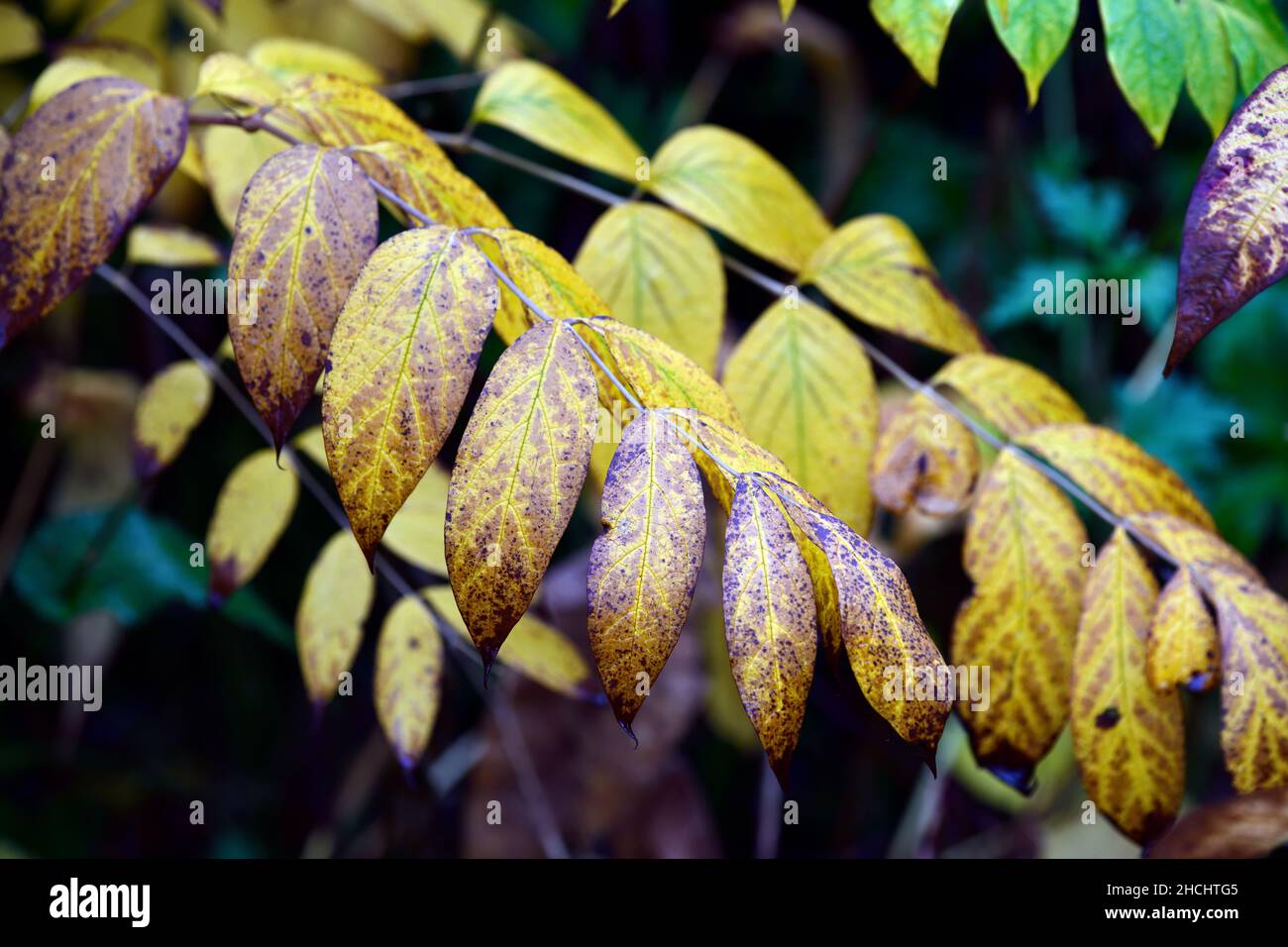 Gefiedertes Laub, gefiederte Blätter, goldene Farbe, Herbstlaub, Herbstblätter, Viburnum, Herbstfarbe, Herbstfarben, Herbstfarben, RM Floral Stockfoto